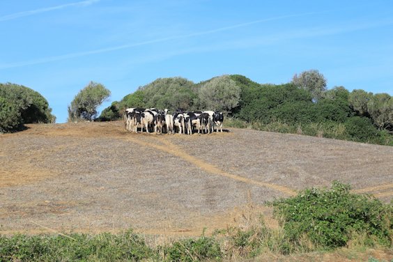 Milchwirtschaft im Norden: Kühe